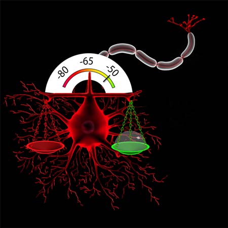 curare prevents neurotransmitters from reaching muscles