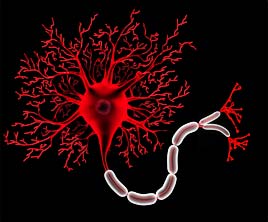 Picture of glowing red neuron
